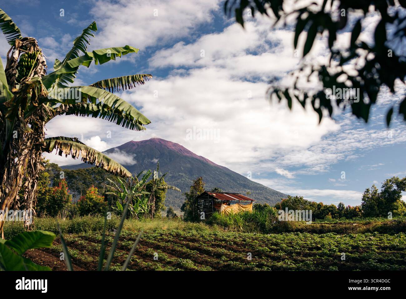 Paysage tropical luxuriant avec des bananiers et une montagne teintée de violet sous un ciel bleu vif. Volcan Gunung Kerinci à Kayu Aro, Kerinci Regency, Jambi, Indonésie Banque D'Images Paysage tropical luxuriant avec des bananiers et une montagne teintée de violet sous un ciel bleu vif. Volcan Gunung Kerinci à Kayu Aro, Kerinci Regency, Jambi, Indonésie Banque D'Images