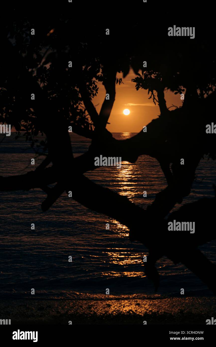 Des branches d'arbre silhouettées encadrent un coucher de soleil sur les eaux calmes de l'océan. Krui, Lampung, Sumatra, Indonésie Banque D'Images Des branches d'arbre silhouettées encadrent un coucher de soleil sur les eaux calmes de l'océan. Krui, Lampung, Sumatra, Indonésie Banque D'Images