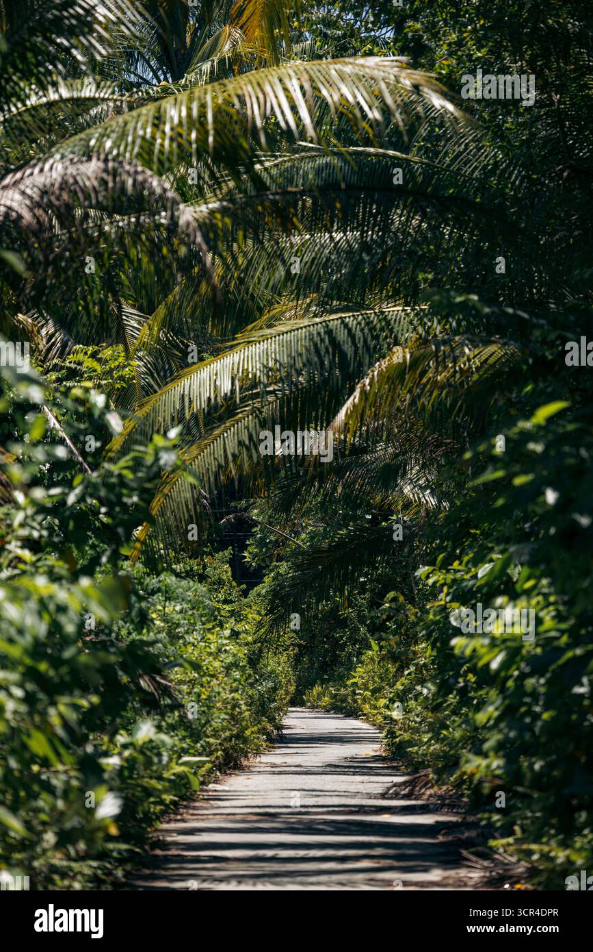 Sentier ensoleillé entouré d'un feuillage tropical luxuriant et de grands palmiers. Krui, Lampung, Sumatra, Indonésie Banque D'Images