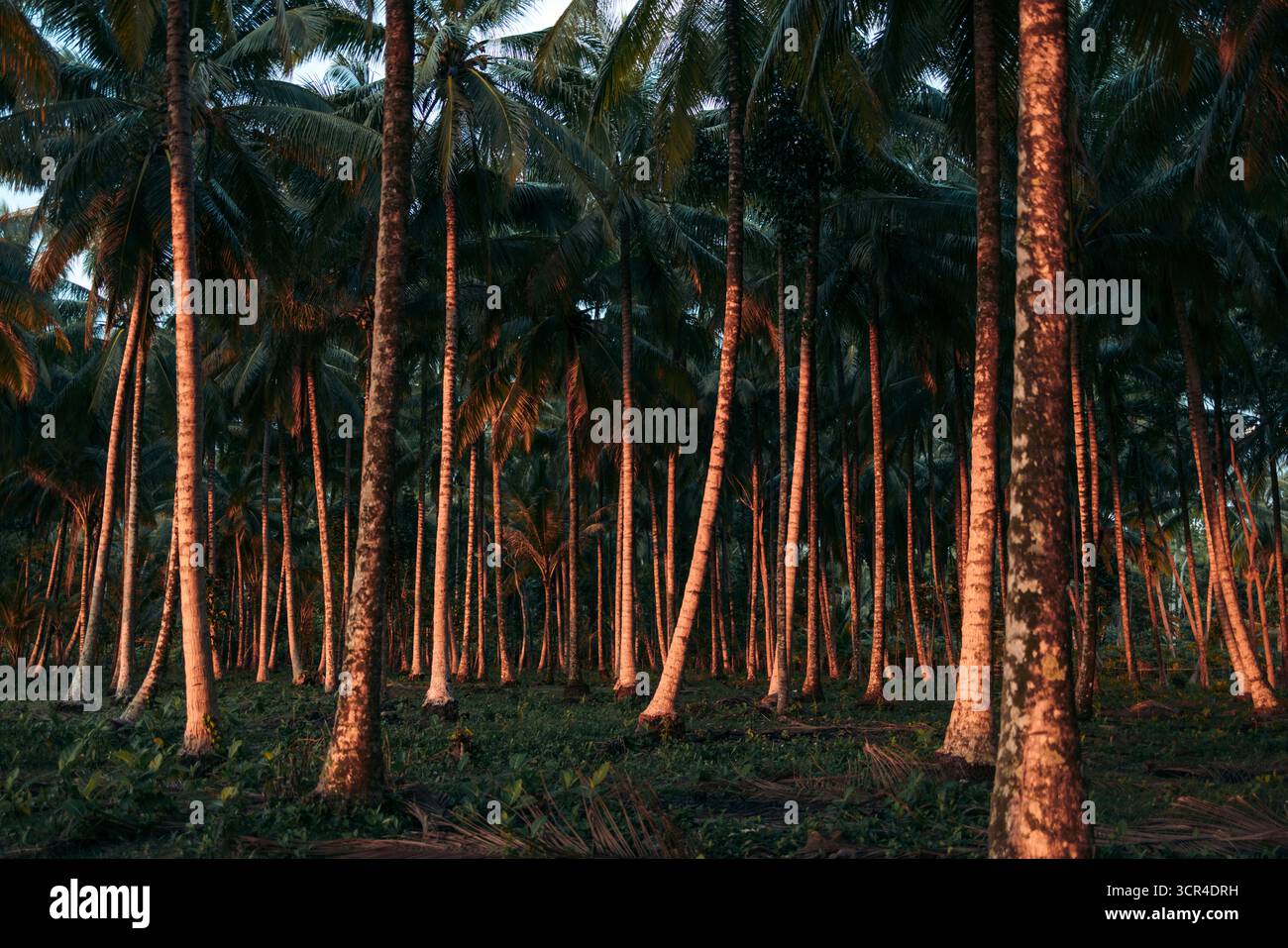 Grands cocotiers avec de longues ombres dans une forêt tropicale luxuriante au coucher du soleil. Krui, Lampung, Sumatra, Indonésie Banque D'Images Grands cocotiers avec de longues ombres dans une forêt tropicale luxuriante au coucher du soleil. Krui, Lampung, Sumatra, Indonésie Banque D'Images
