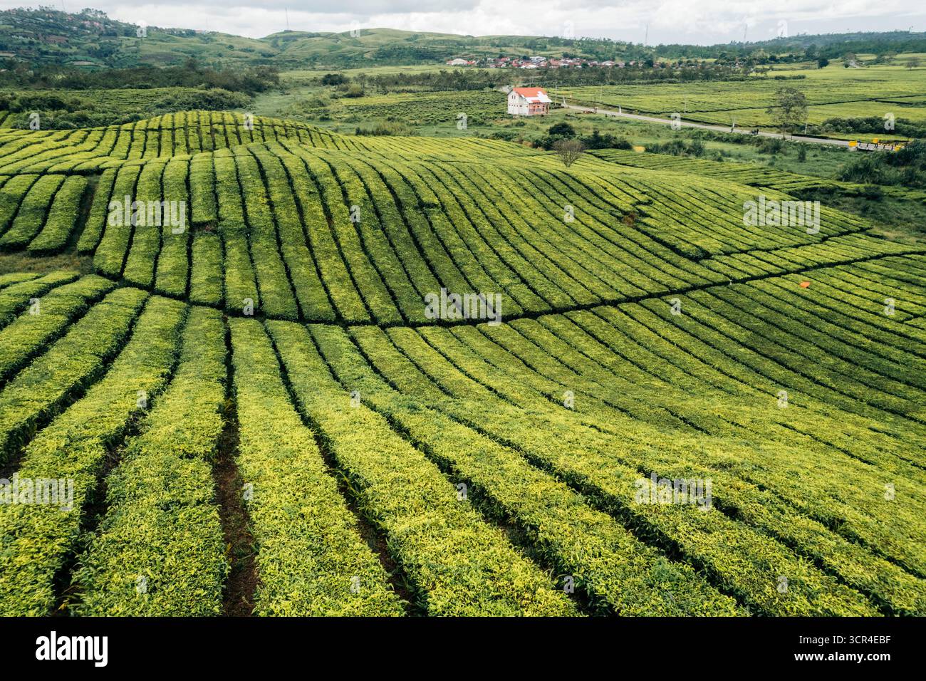 Les plantations de thé vert roulantes s'étendent sur un paysage luxuriant et vallonné avec une maison solitaire visible. Près du volcan Gunung Kerinci, Kayu Aro, Kerinci Regency, Jambi, Indonésie Banque D'Images
