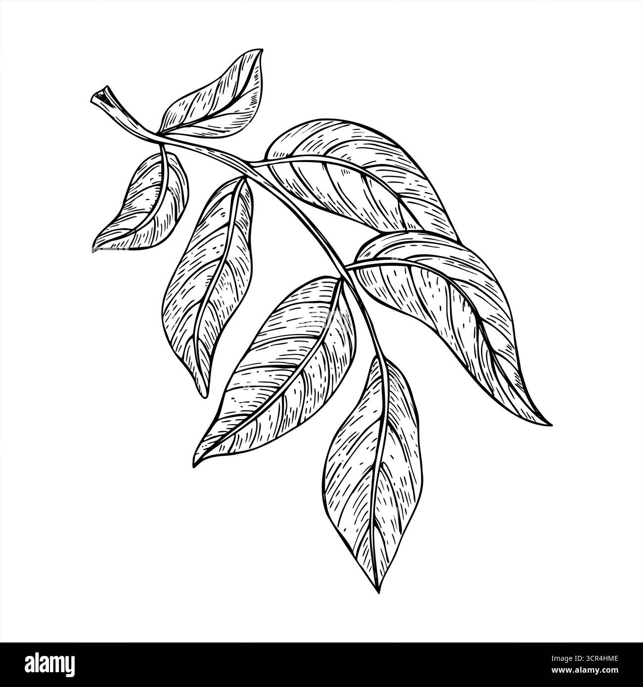 Illustration vectorielle monochrome de branche de noyer avec des feuilles peintes par des encres noires. Dessin de feuillage par gravure pour emballage alimentaire biologique Illustration de Vecteur