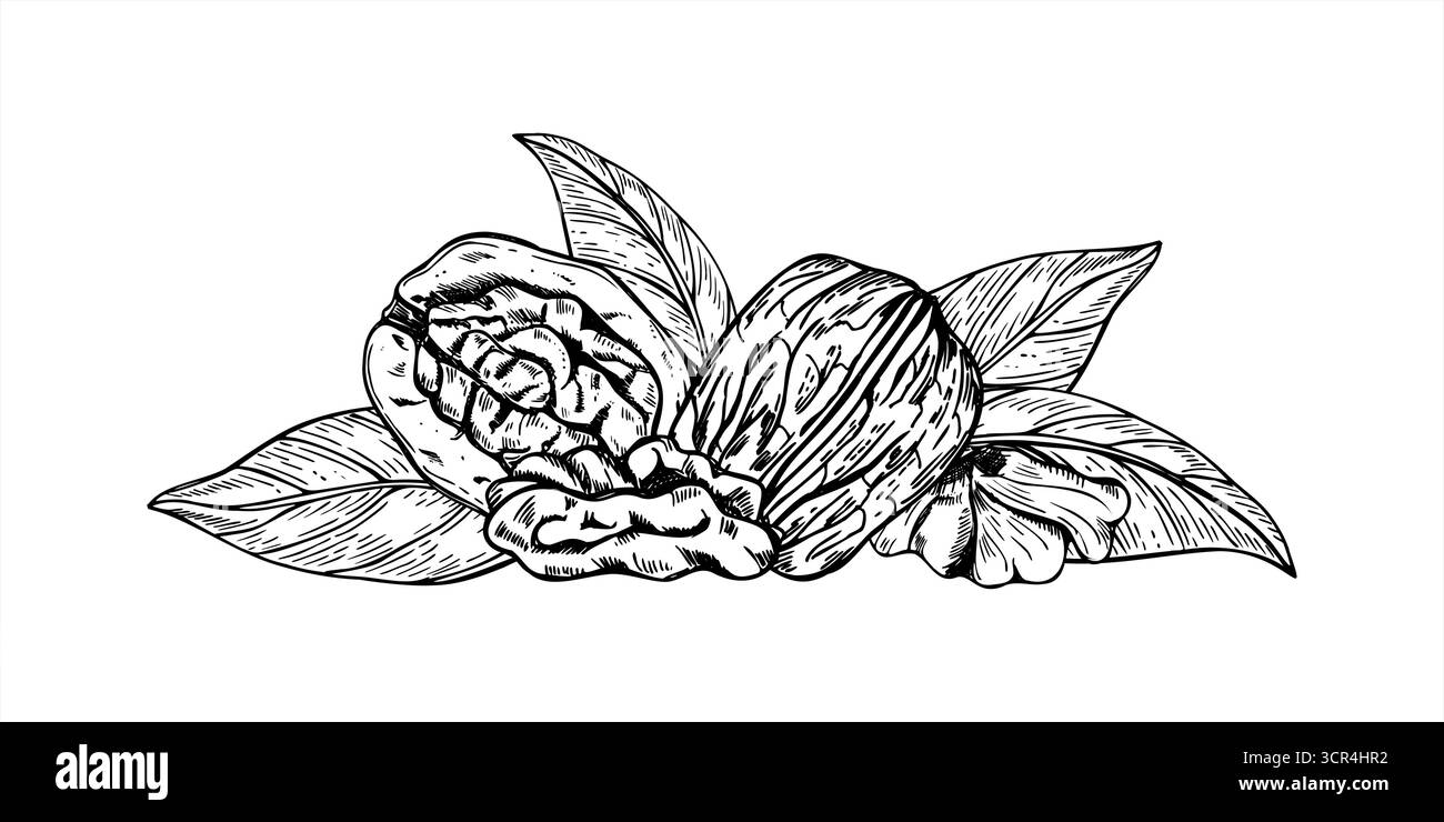 Noix entières en coquilles et cerneaux coupés en deux parmi les feuilles monochrome vecteur illustration isolée. Dessin de gravure de noix crues comestibles saines. Illustration de Vecteur
