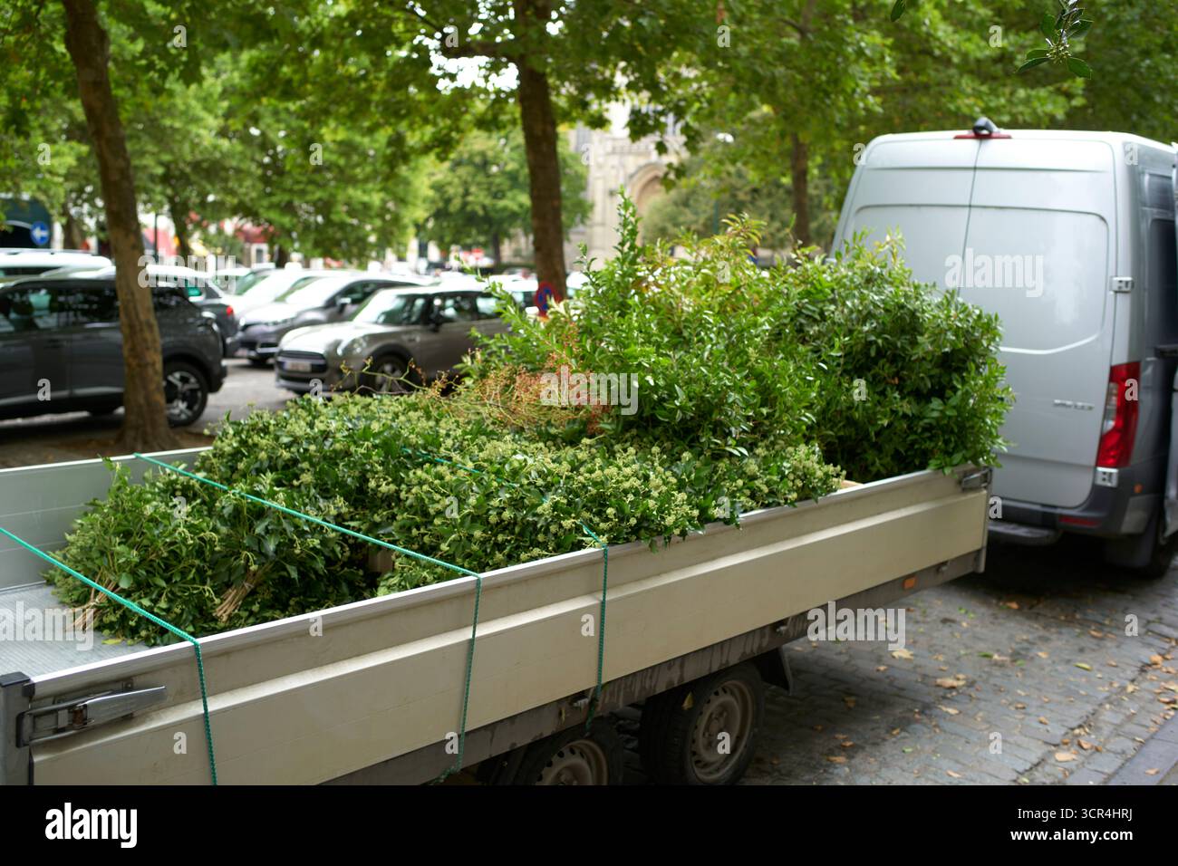 Une remorque chargée de plantes vertes luxuriantes garée dans une rue bordée d'arbres à côté de voitures. Banque D'Images