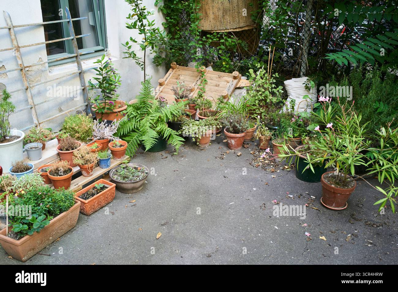 Une collection de plantes en pot variées disposées sur un patio pavé à côté d'un bâtiment. Berlin, Allemagne Banque D'Images
