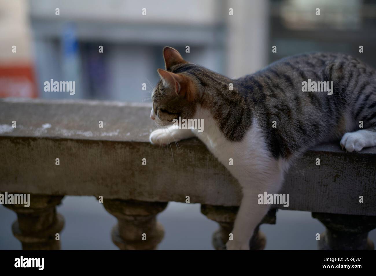 Un chat se prélasse paresseusement sur une balustrade en pierre altérée, regardant attentivement la rue en contrebas. Bruxelles, Belgique Banque D'Images