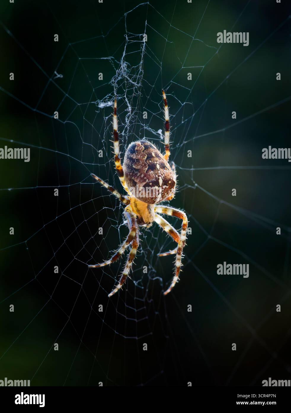 Une femelle araignée de jardin européenne, (Araneus diadematus), au milieu de sa toile, qui attend l'arrivée d'un insecte sans méfiance Banque D'Images