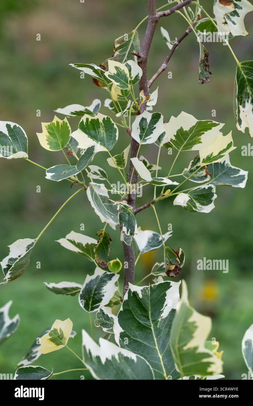 Liriodendron tulipifera 'Snowbird' - arbre tulipe Snowbird Banque D'Images
