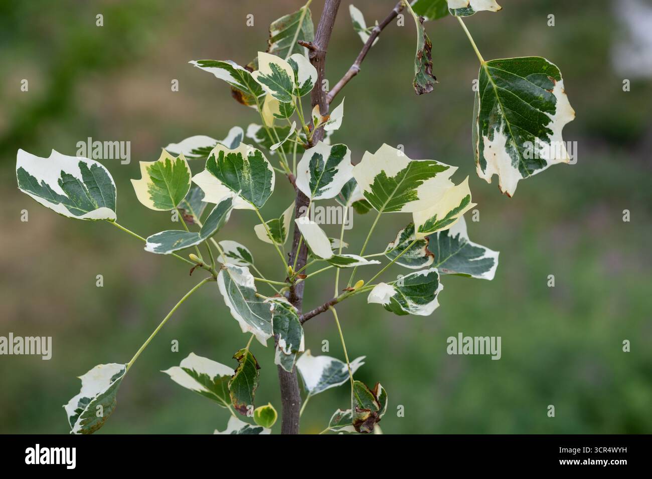 Liriodendron tulipifera 'Snowbird' - arbre tulipe Snowbird Banque D'Images