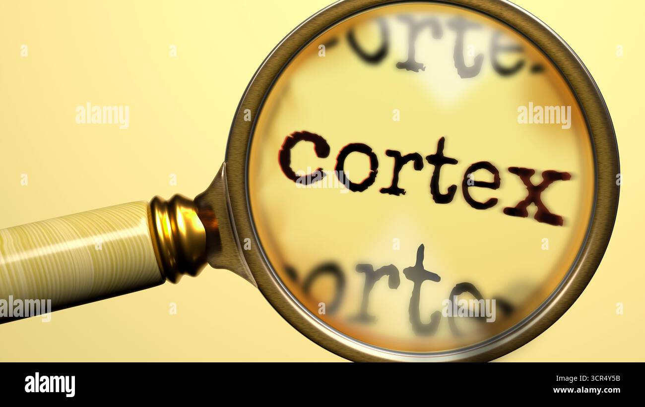 Cortex sous loupe. Analyse et inspection approfondies du cortex. En regardant de plus près le cortex. Examen du concept de cortex Banque D'Images