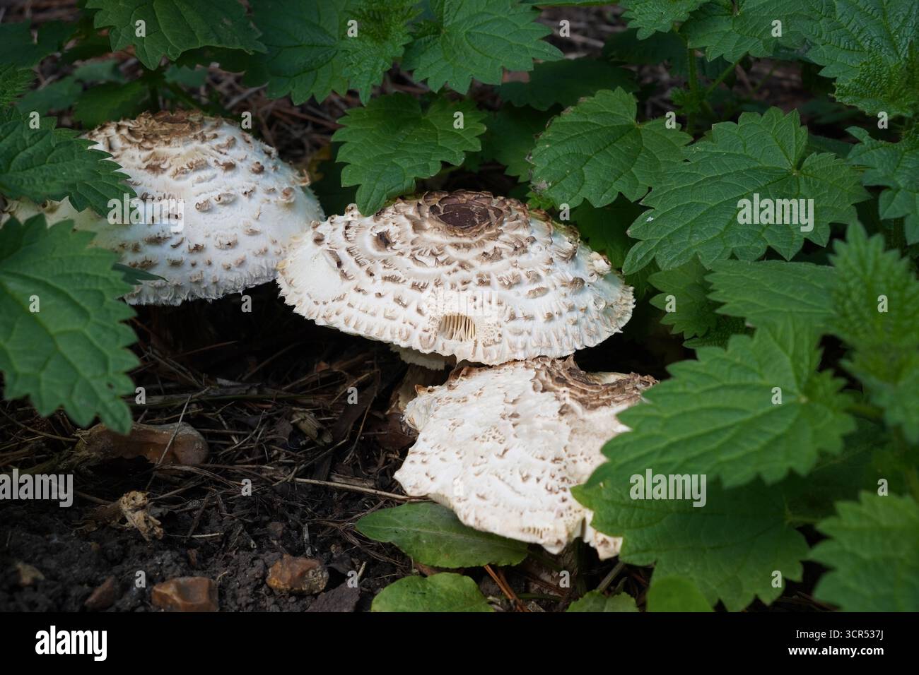champignons sauvages sur le sol boisé en automne. la recherche de nourriture Banque D'Images