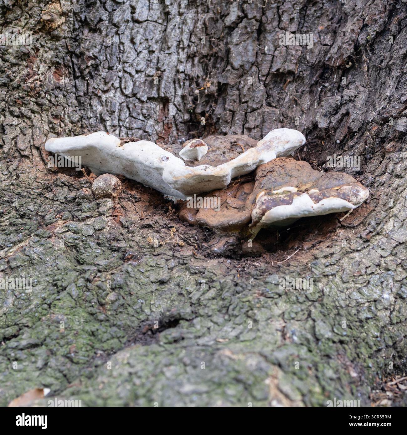 Champignon de support d'artiste sur un tronc d'arbre Banque D'Images
