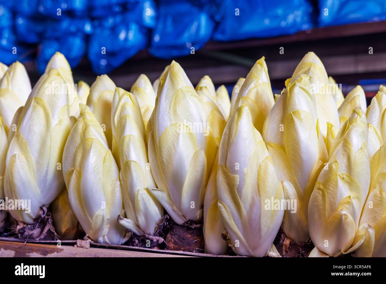 Rangée de légume d'endive / chicorée belge sur une ferme prête pour la récolte Banque D'Images