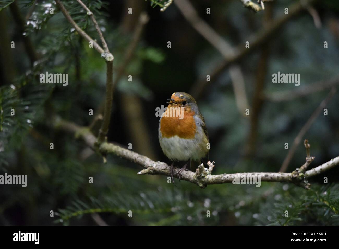 Bas moyen premier plan image d'un Robin européen (Erithacus rubecula) chantant d'une branche horizontale, sur fond de forêt au Royaume-Uni Banque D'Images