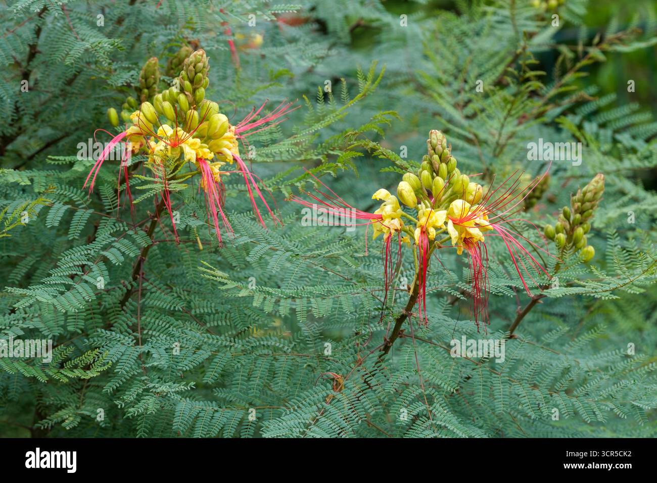 Erythrostemon gilliesii, oiseau de paradis plante, fil pourpre, fleurs jaunes, étamines pourpres Banque D'Images