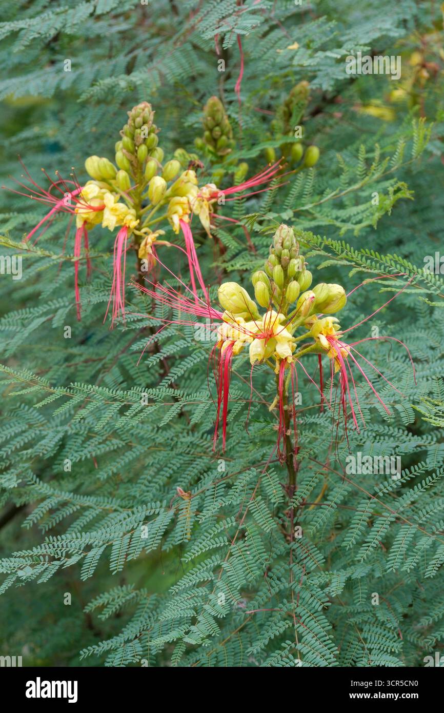 Erythrostemon gilliesii, oiseau de paradis plante, fil pourpre, fleurs jaunes, étamines pourpres Banque D'Images