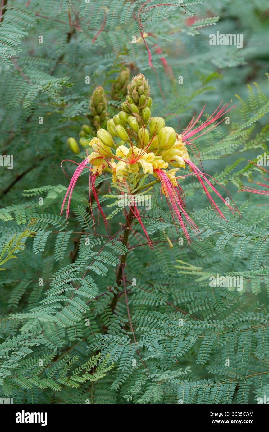 Erythrostemon gilliesii, oiseau de paradis plante, fil pourpre, fleurs jaunes, étamines pourpres Banque D'Images