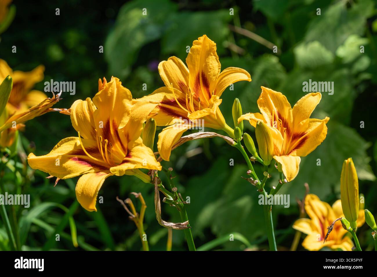 Hemerocallis, 'Bonanza' une plante à fleurs d'été avec une fleur d'été jaune communément appelée Daylily, jardin image de stock photo de jardinage Banque D'Images