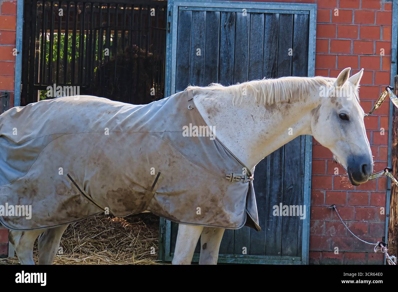 Cheval blanc portant une couverture debout près d'une grange stable avec des portes en bois le jour ensoleillé Banque D'Images