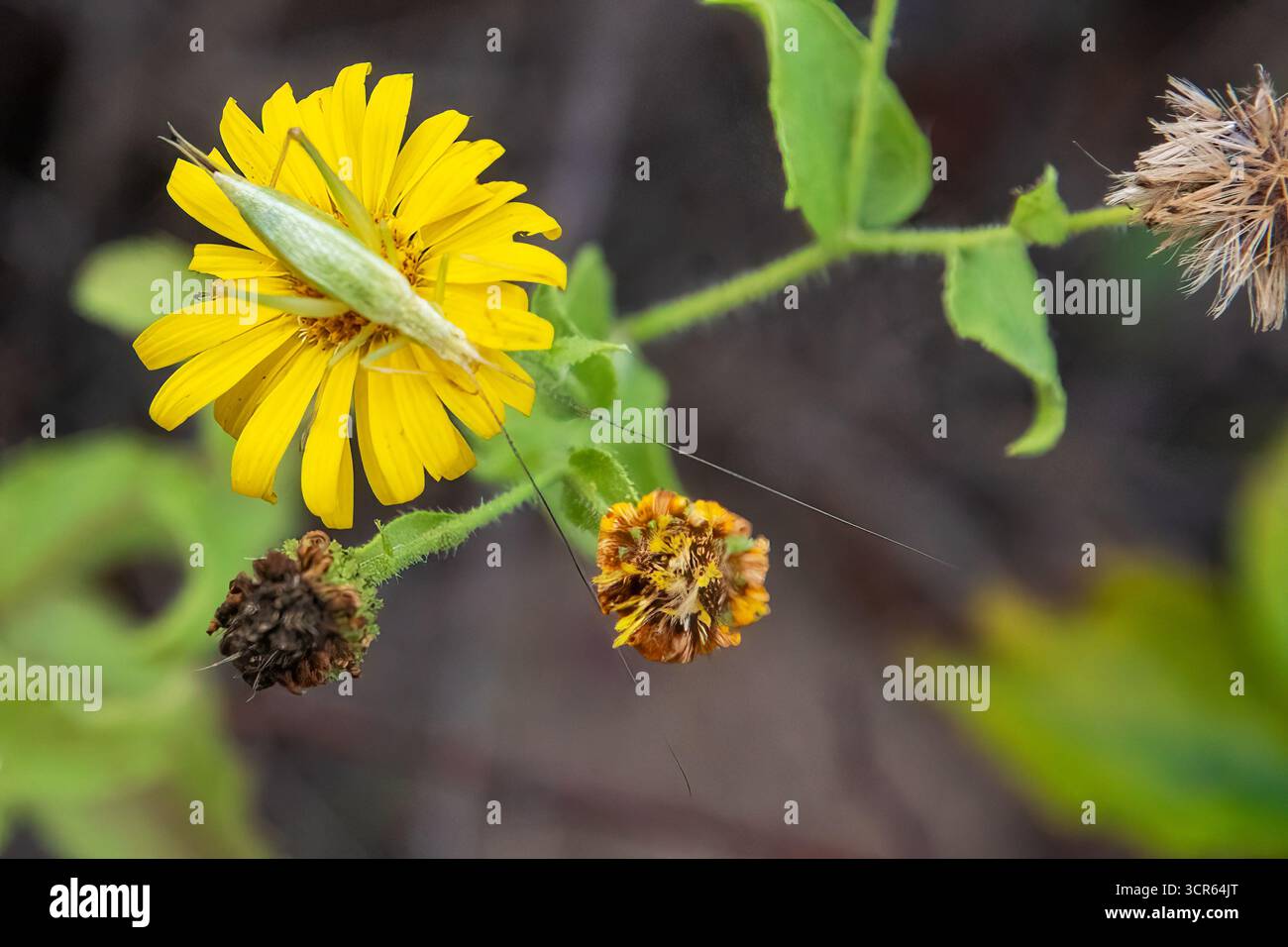 Katydid en fleur de Camphorweed à la fin septembre Banque D'Images