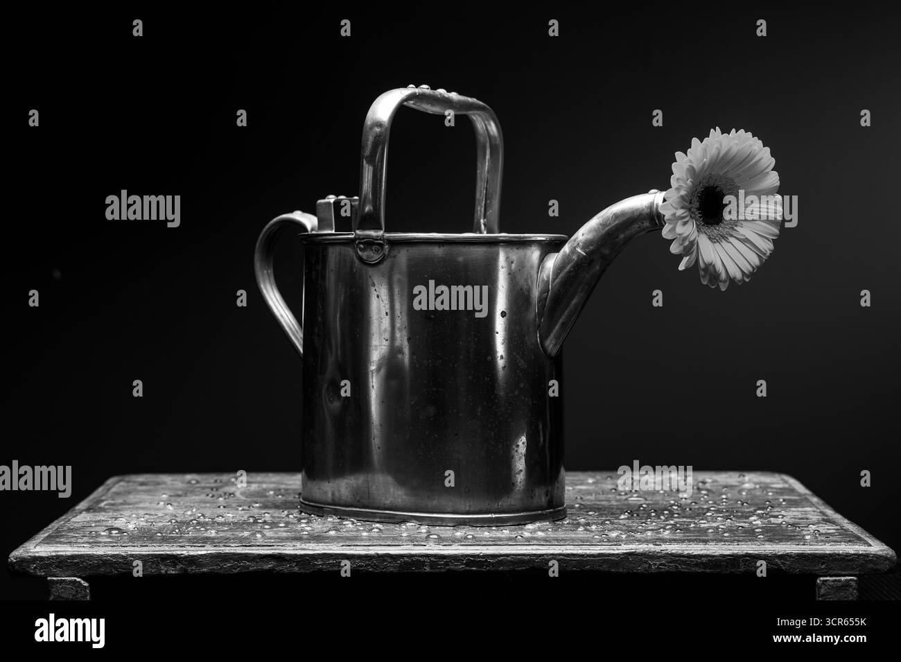 ARROSOIR EN LAITON AVEC GERBERA ORANGE DANS LE BEC Banque D'Images