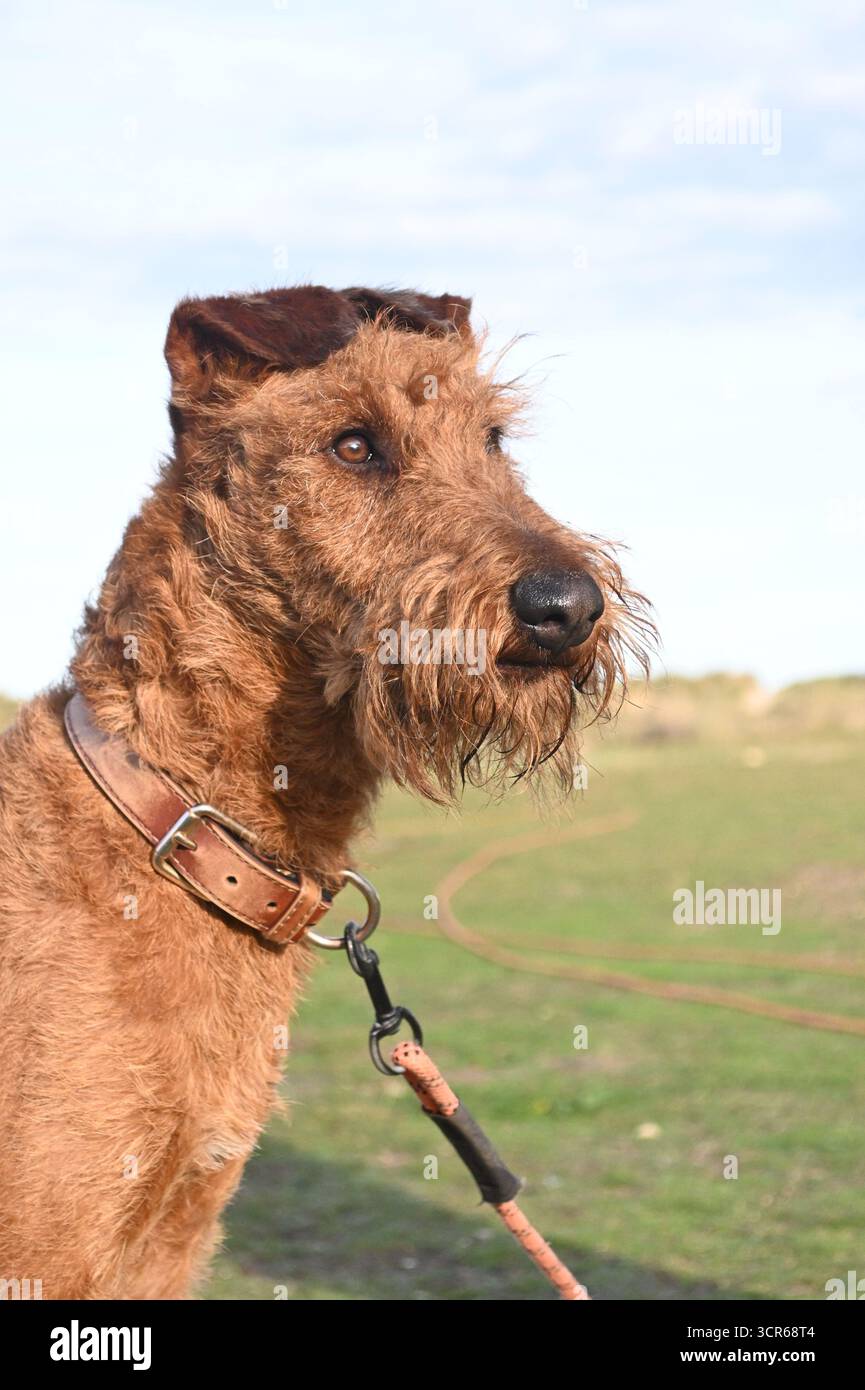 Portrait du Terrier irlandais Banque D'Images