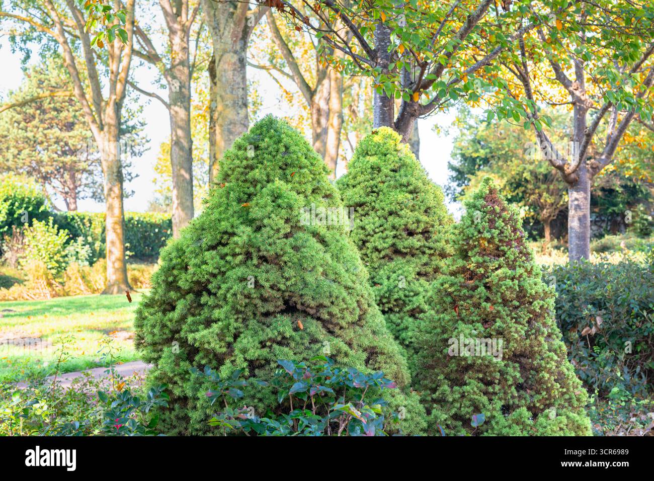 Picea glauca « Conica » ou épinettes naines de l'Alberta dans un cadre de parc de jardin lumineux Banque D'Images