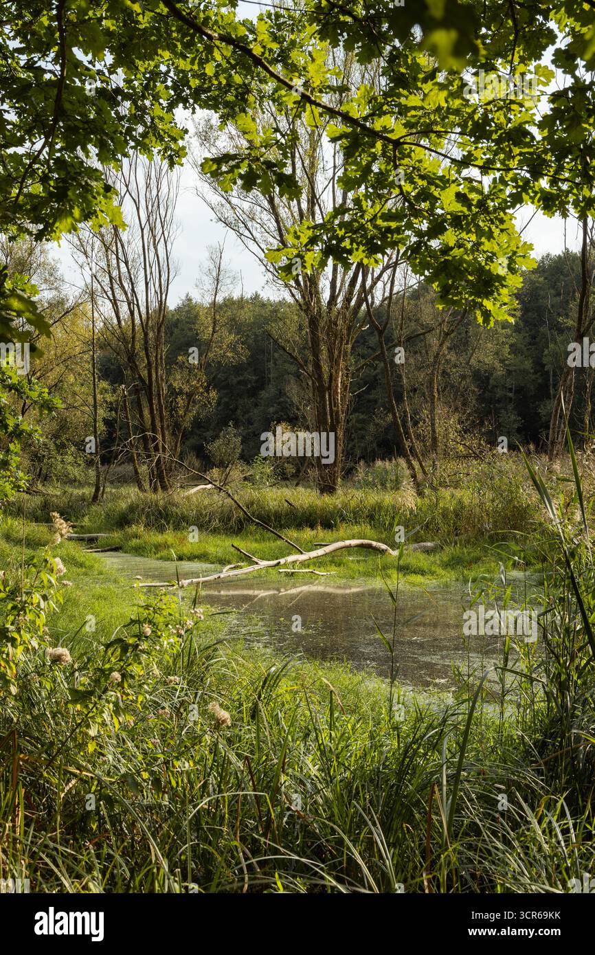 Étang tranquille entouré de verdure luxuriante et d'arbres Banque D'Images