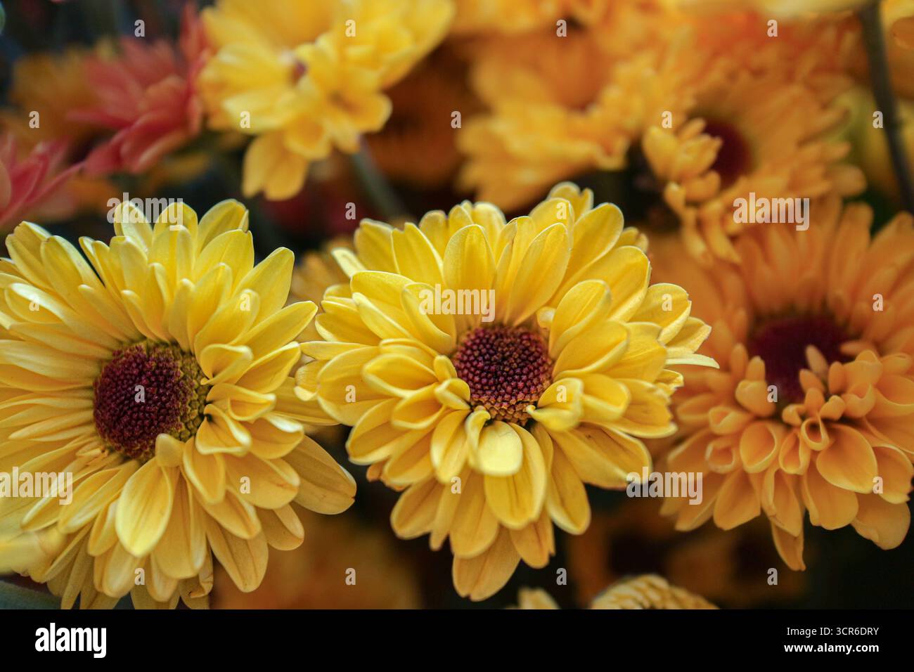 Chrysanthème morifolium jaune vif en pleine floraison, pétales détaillés avec centre rouge, symbolisant la joie, la vitalité et la beauté florale traditionnelle. Banque D'Images