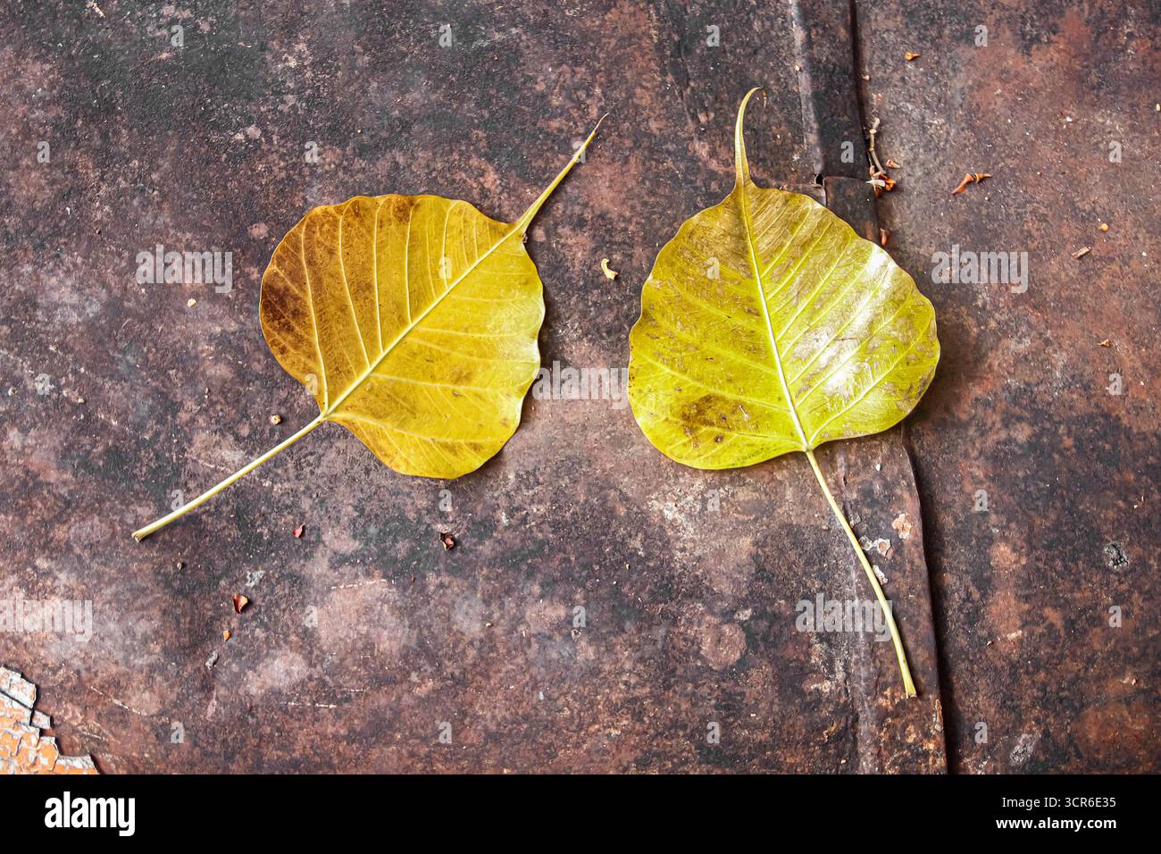 Deux feuilles de Bodhi dorées sur le capot rouillé de la voiture, photo macro symbolisant la spiritualité, l'impermanence et la décomposition urbaine en Thaïlande. Banque D'Images