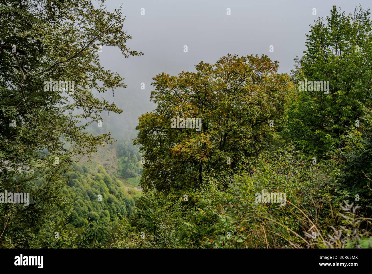 Des arbres verts denses se dressent dans une forêt de montagne brumeuse à Qabala, en Azerbaïdjan, avec des collines visibles en arrière-plan. Banque D'Images