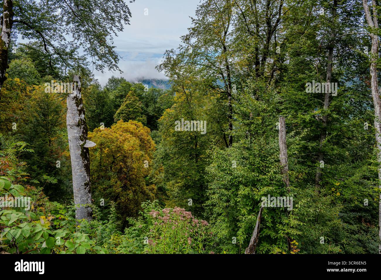 Une forêt dense avec un mélange d'arbres verts et de couleurs d'automne couvre les pentes de montagne à Qabala, Azerbaïdjan. Banque D'Images