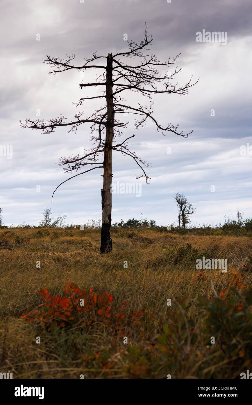 Seul arbre mort sur le chemin du sommet de la montagne, Slovénie Banque D'Images Seul arbre mort sur le chemin du sommet de la montagne, Slovénie Banque D'Images