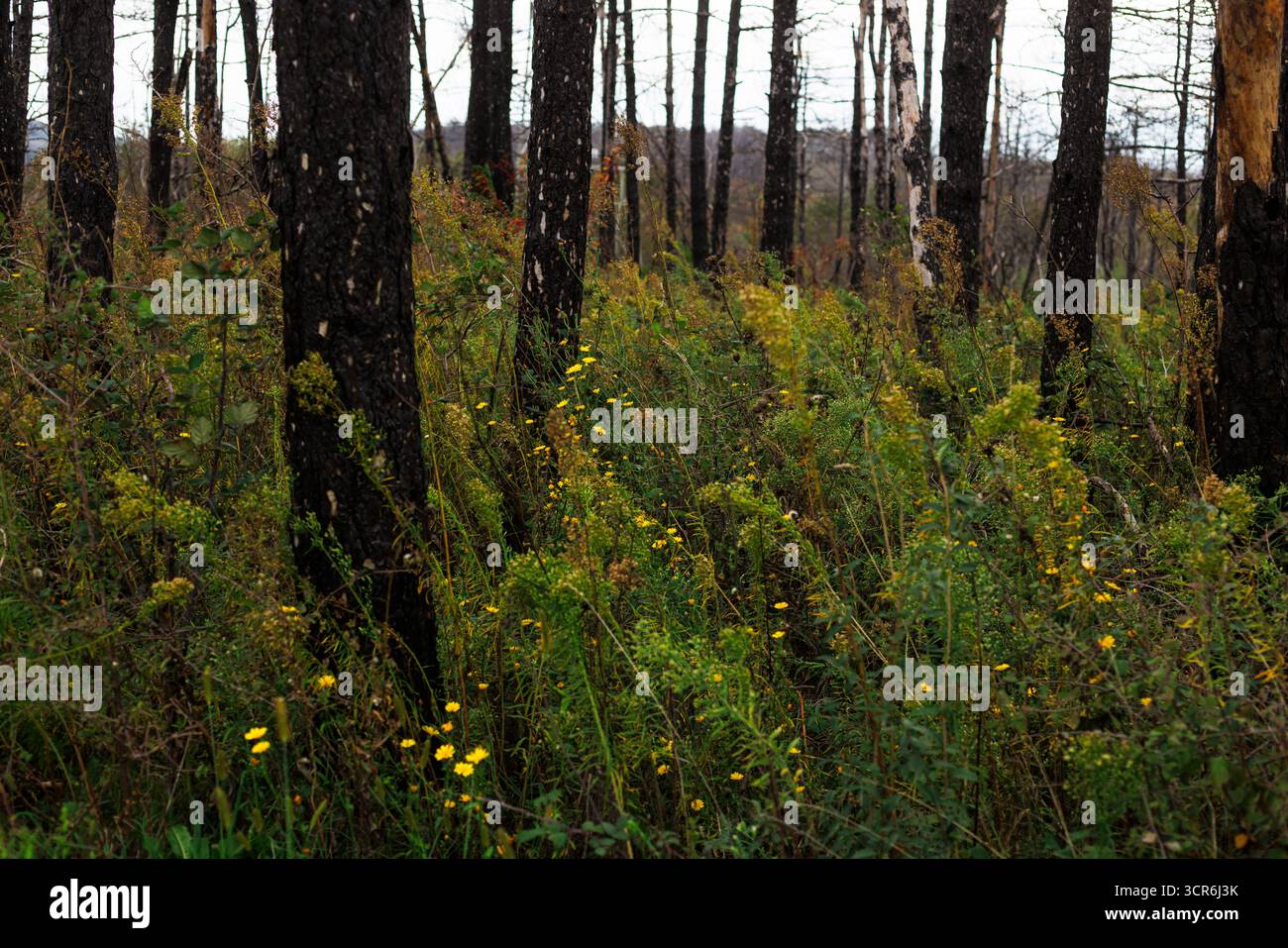 Croissance de fleurs sauvages jaunes dans un bois brûlé, Slovénie Banque D'Images Croissance de fleurs sauvages jaunes dans un bois brûlé, Slovénie Banque D'Images