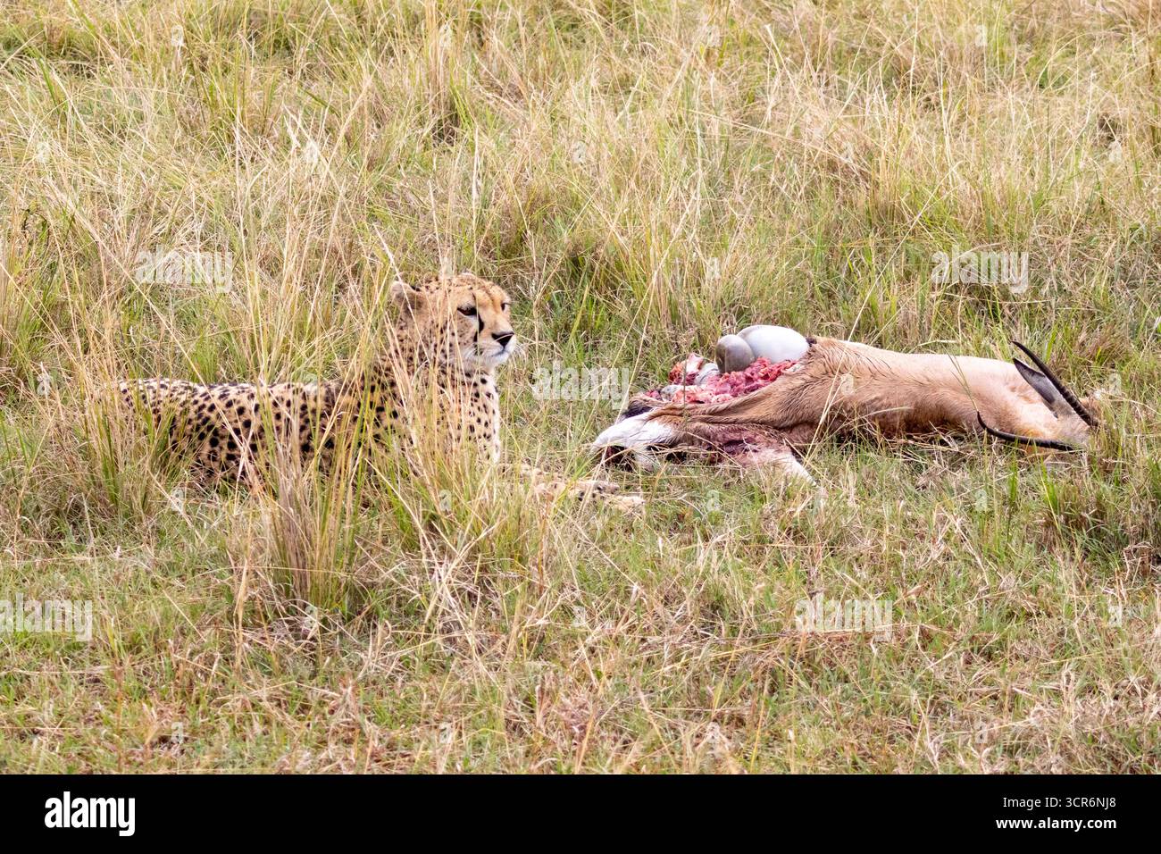 Guépard se nourrissant d'une tuerie fraîche avec du sang sur son visage dans l'herbe dorée de la réserve nationale du Masai Mara, Kenya Banque D'Images