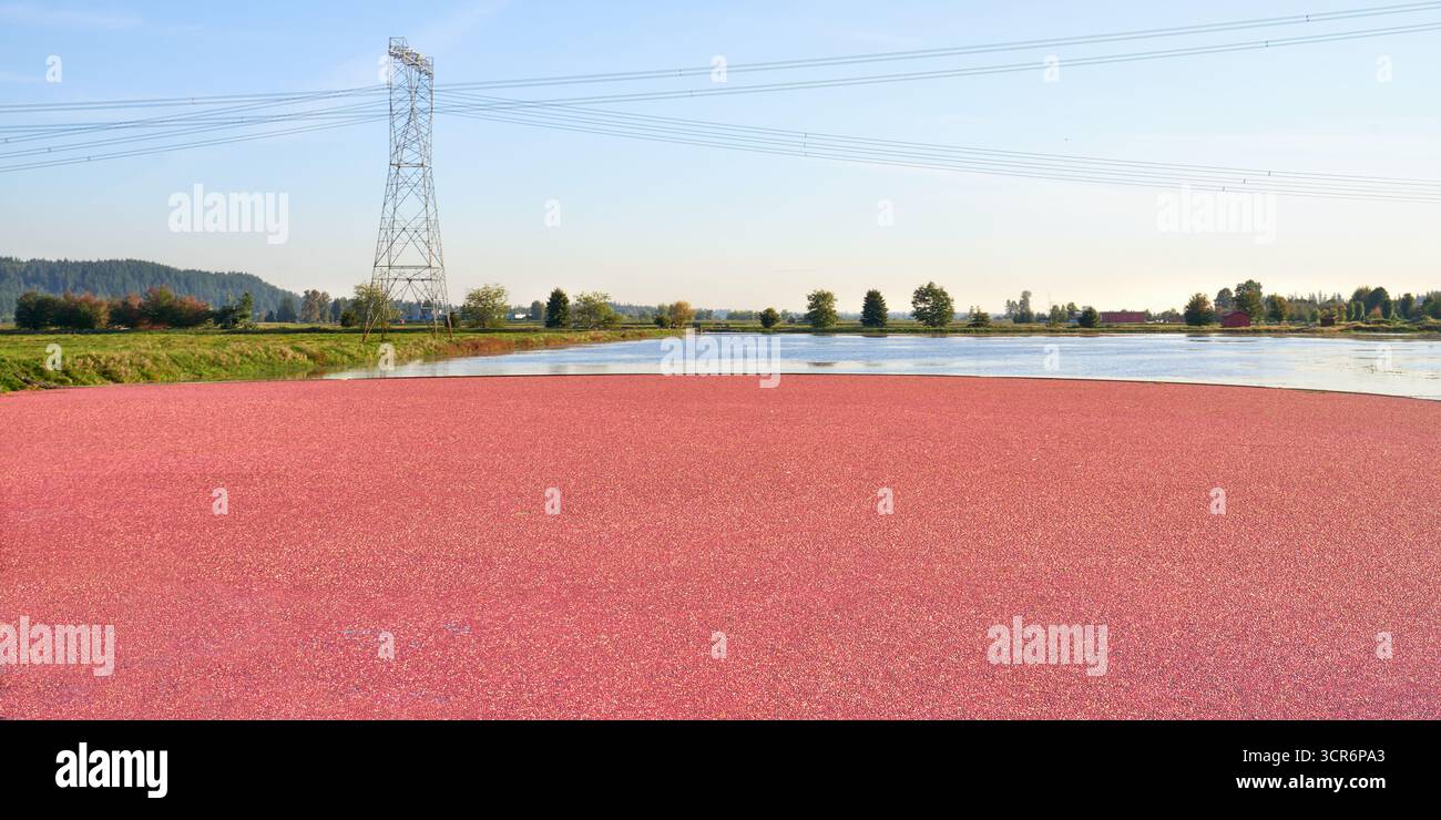 La récolte de la canneberge Banque D'Images