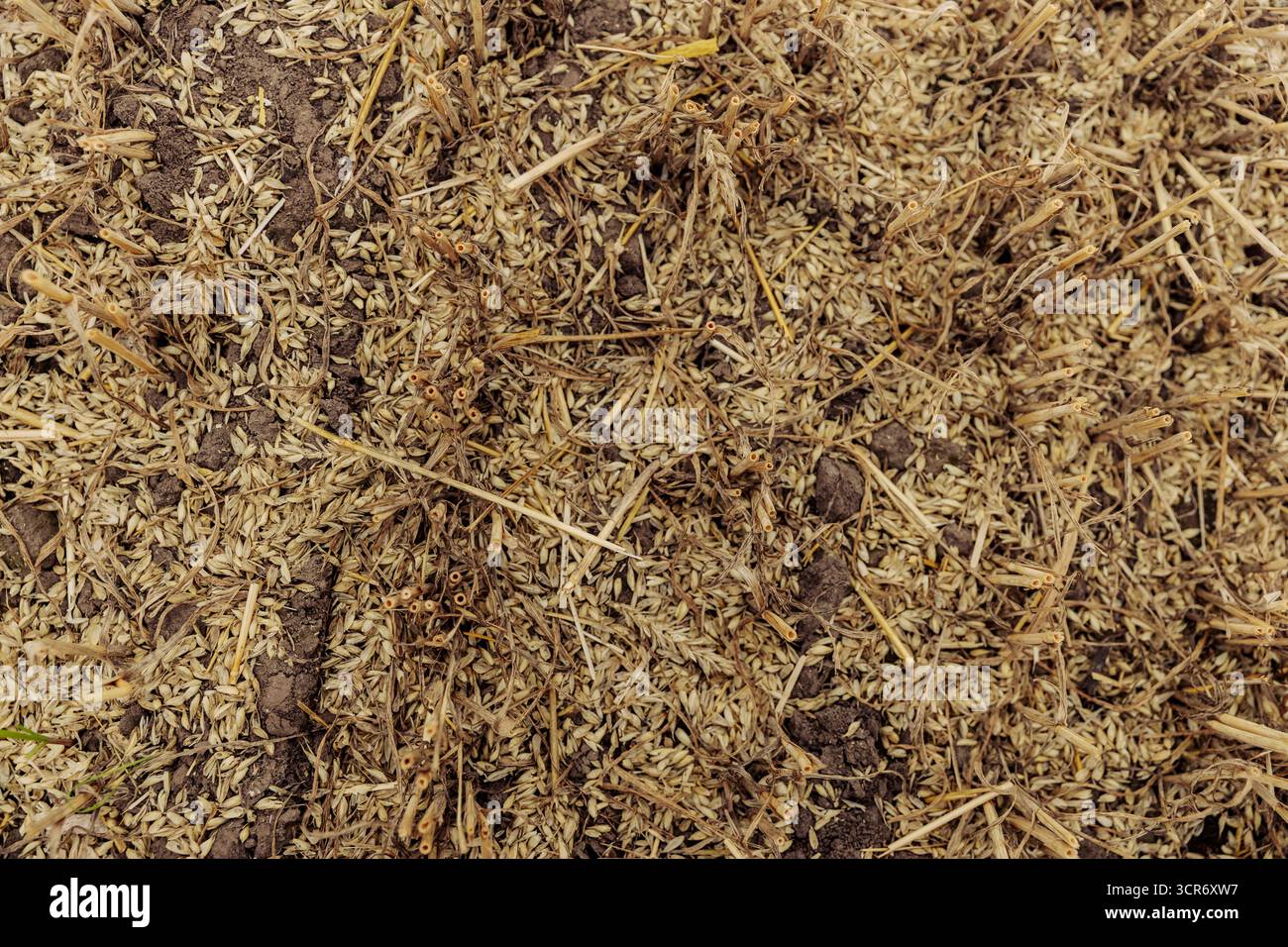 Une vue complexe avec un mélange de restes de plantes séchées, de paille et de terre. Cette image met en évidence le processus naturel de décomposition présent dans l'agriculture Banque D'Images