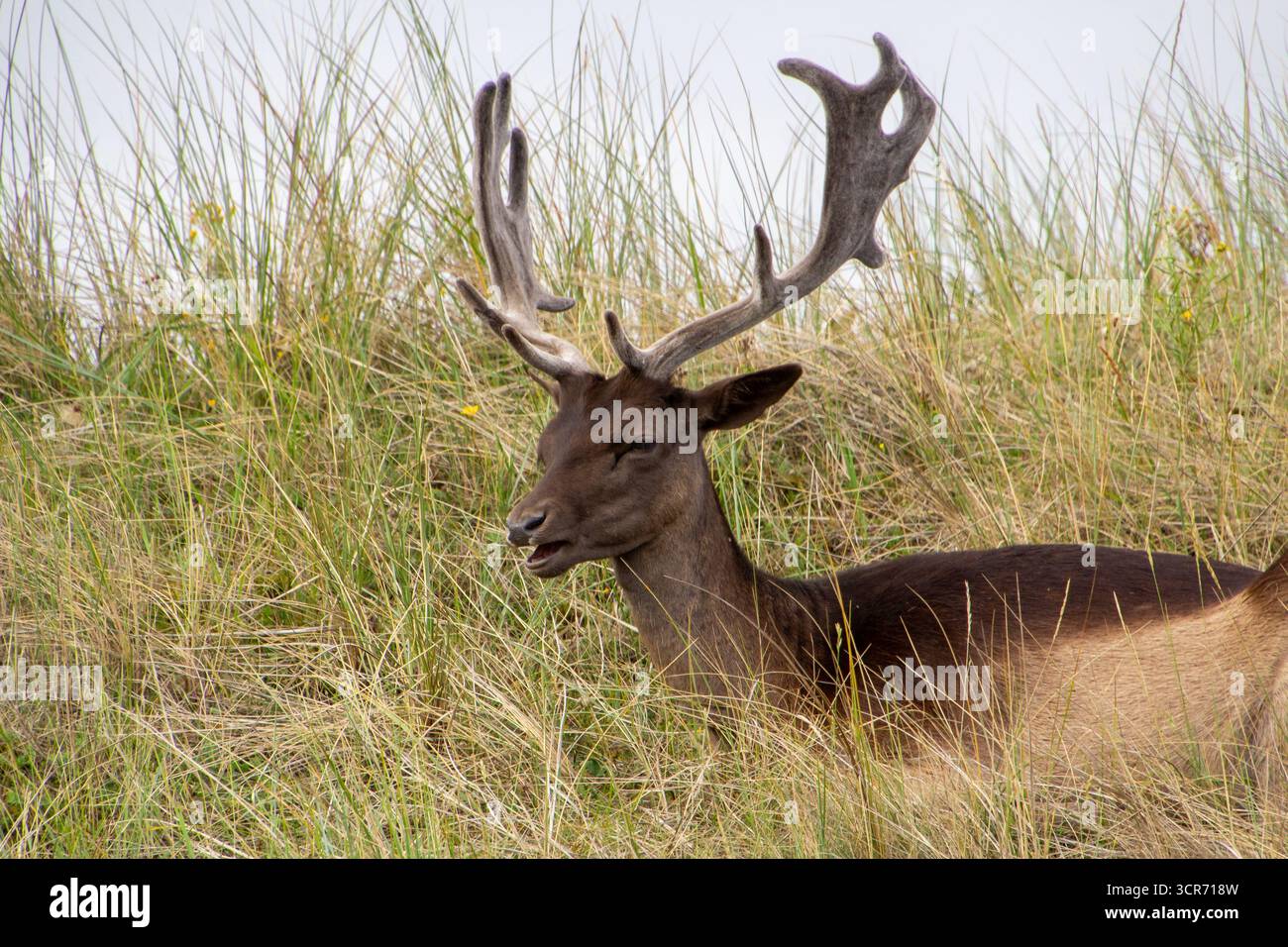 Un beau cerf mâle brun en jachère couché dans l'herbe, m'observant de près. Faire une pause et profiter de sa pause. Banque D'Images