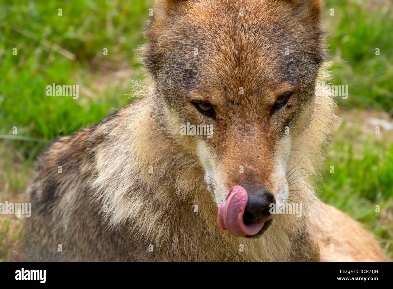 Loup appétissant léchant avec sa langue, regardant la caméra Banque D'Images