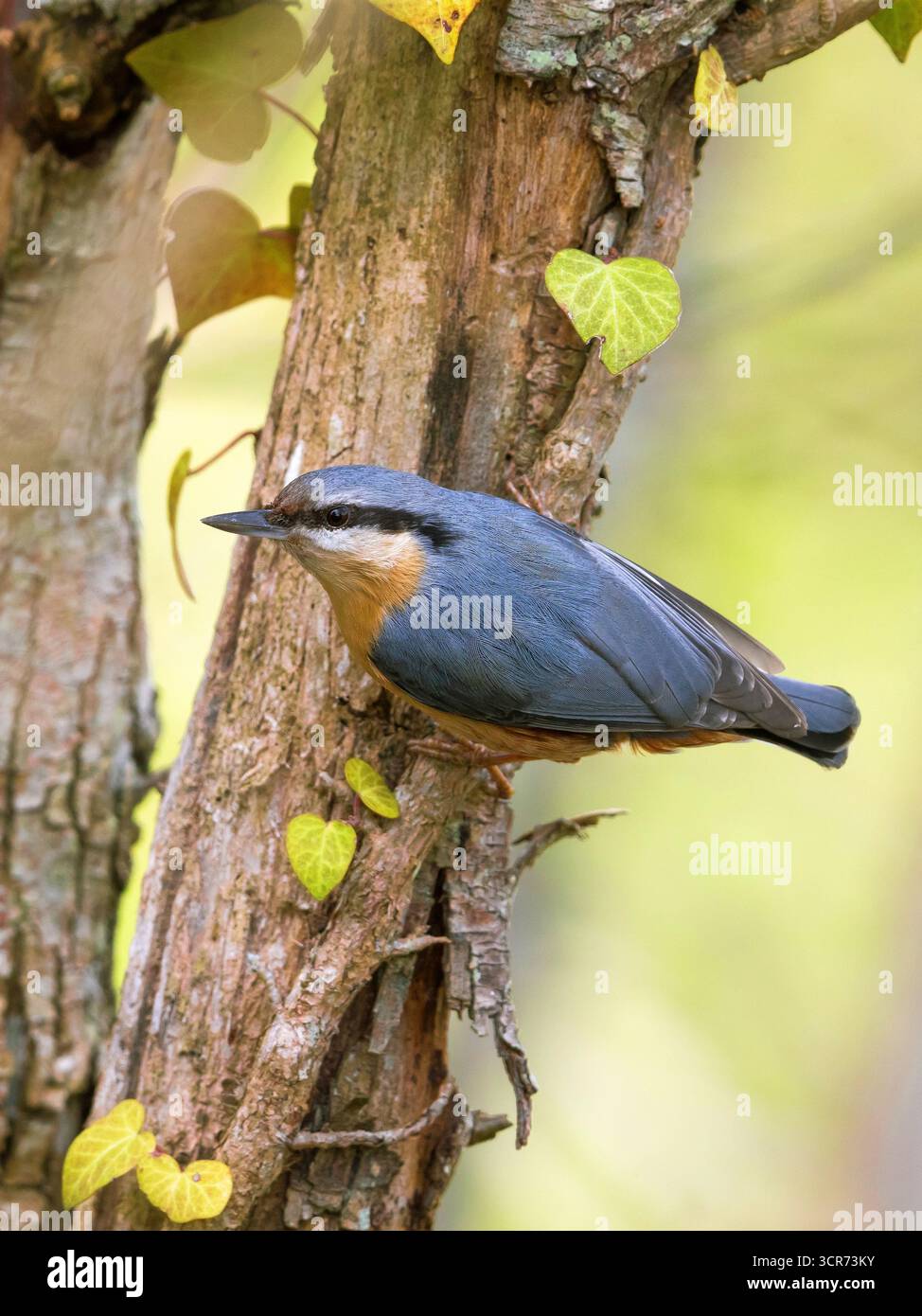 Écoutille eurasienne (Sitta europaea), perchée sur un tronc d'arbre, Italie, Toscane Banque D'Images