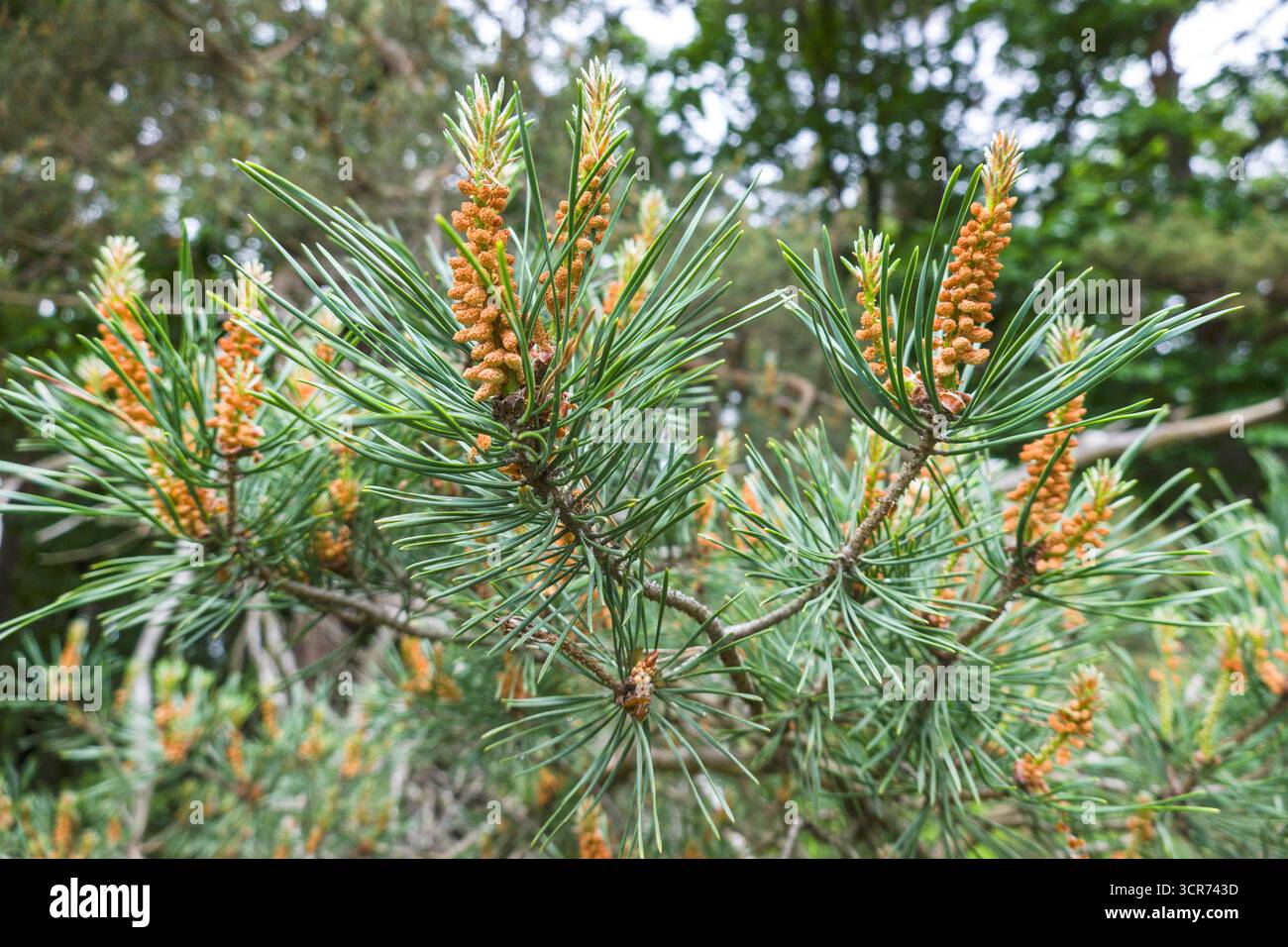 Pin écossais, pin sylvestre (Pinus sylvestris), branches à fleurs mâles, Allemagne, Rhénanie du Nord-Westphalie Banque D'Images