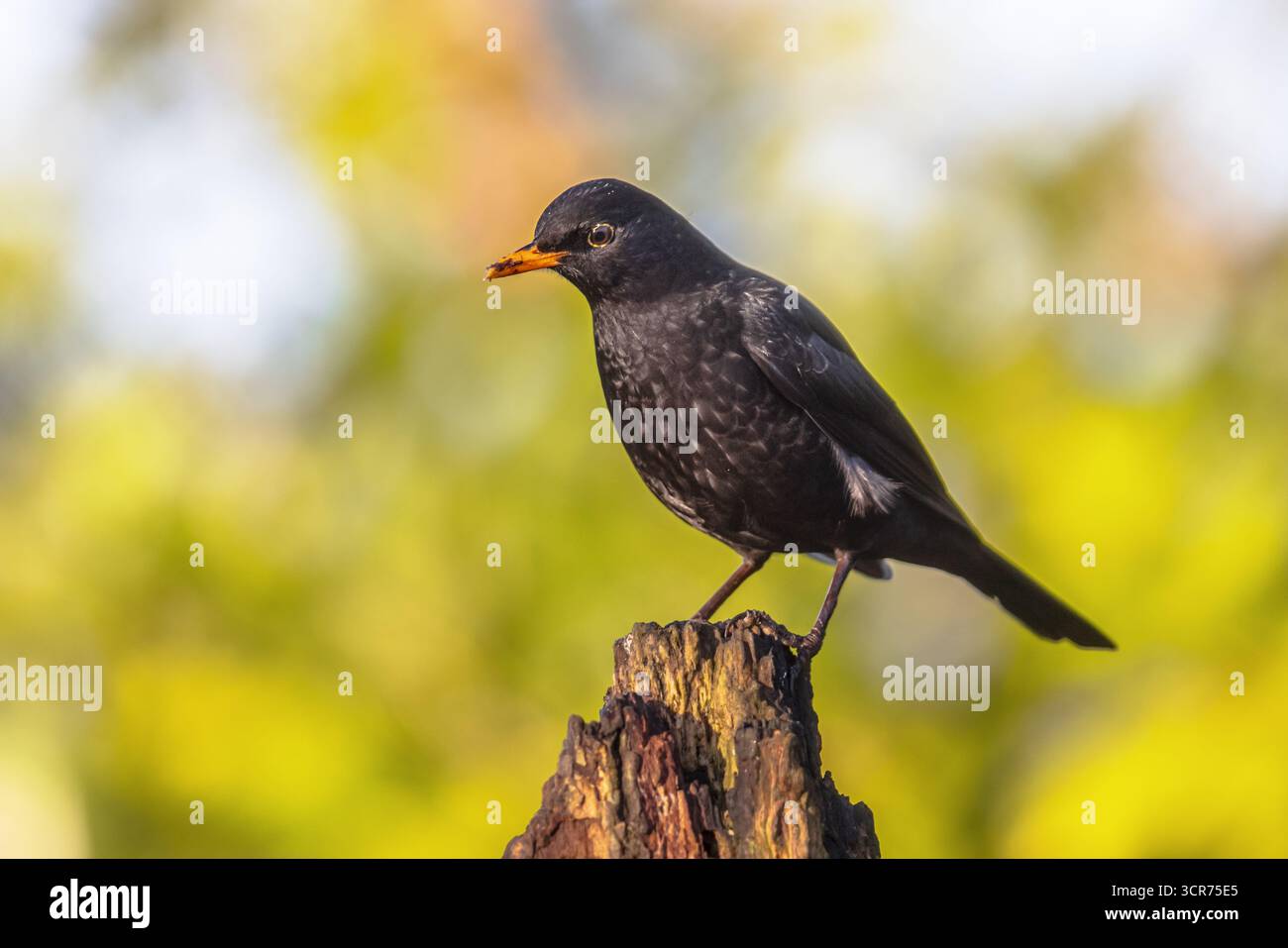 Oiseau noir commun (Turdus merula). L'un des oiseaux les plus familiers dans les parcs et les jardins d'Europe. Oiseau mâle perché sur la branche dans l'arbre et à la recherche de f Banque D'Images