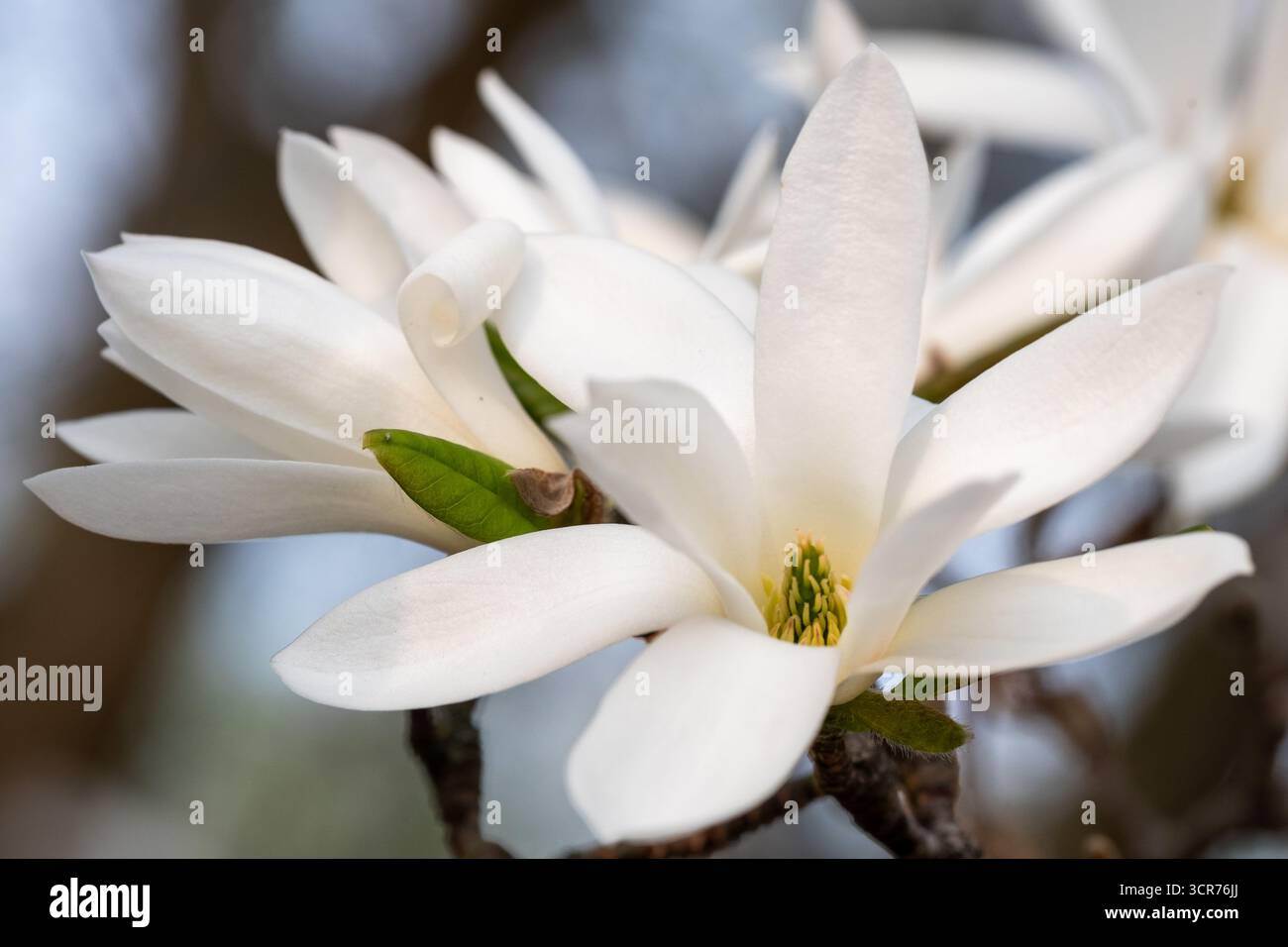 De belles fleurs blanches de magnolia fleurissent sur les branches, avec des pétales doux et des feuilles vertes luxuriantes, évoquant une scène naturelle paisible et apaisante Banque D'Images