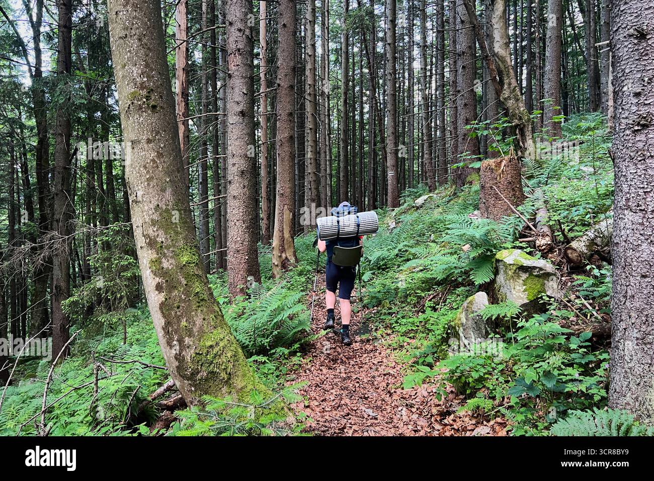 Vue arrière d'une femme randonneuse avec grand sac à dos et bâtons de trekking promenades à travers une forêt dense de grands arbres minces. Plancher forestier couvert de mousse et de branches tombées, créant une atmosphère naturelle. Banque D'Images