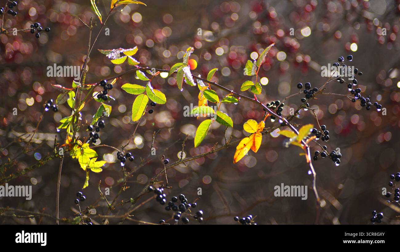 Image d'automne illustrative de DOF et de bokeh avec des baies de Ligustrum vulgare. Automne dans la forêt. Ligustrum vulgare, communément appelé privet commun. Banque D'Images