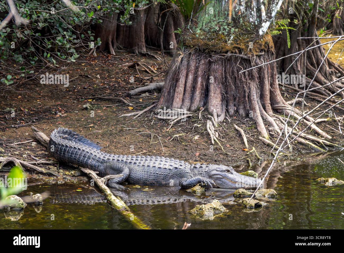 Alligator dans un marais sur la route panoramique de Loop Road dans le parc national des Everglades, Floride Banque D'Images