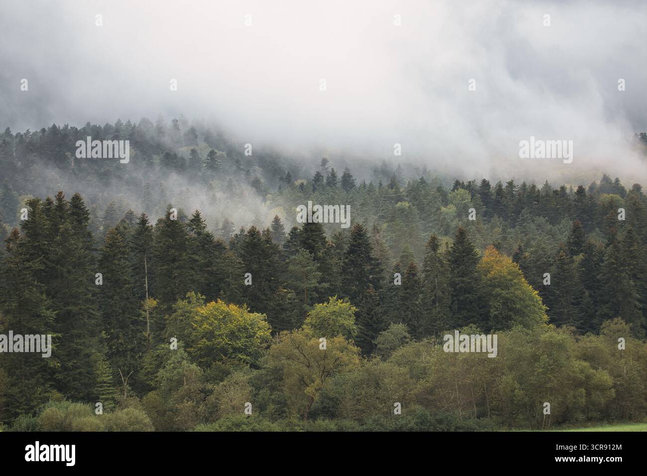Une forêt avec des arbres et du brouillard. Les arbres sont verts et le ciel est nuageux Banque D'Images