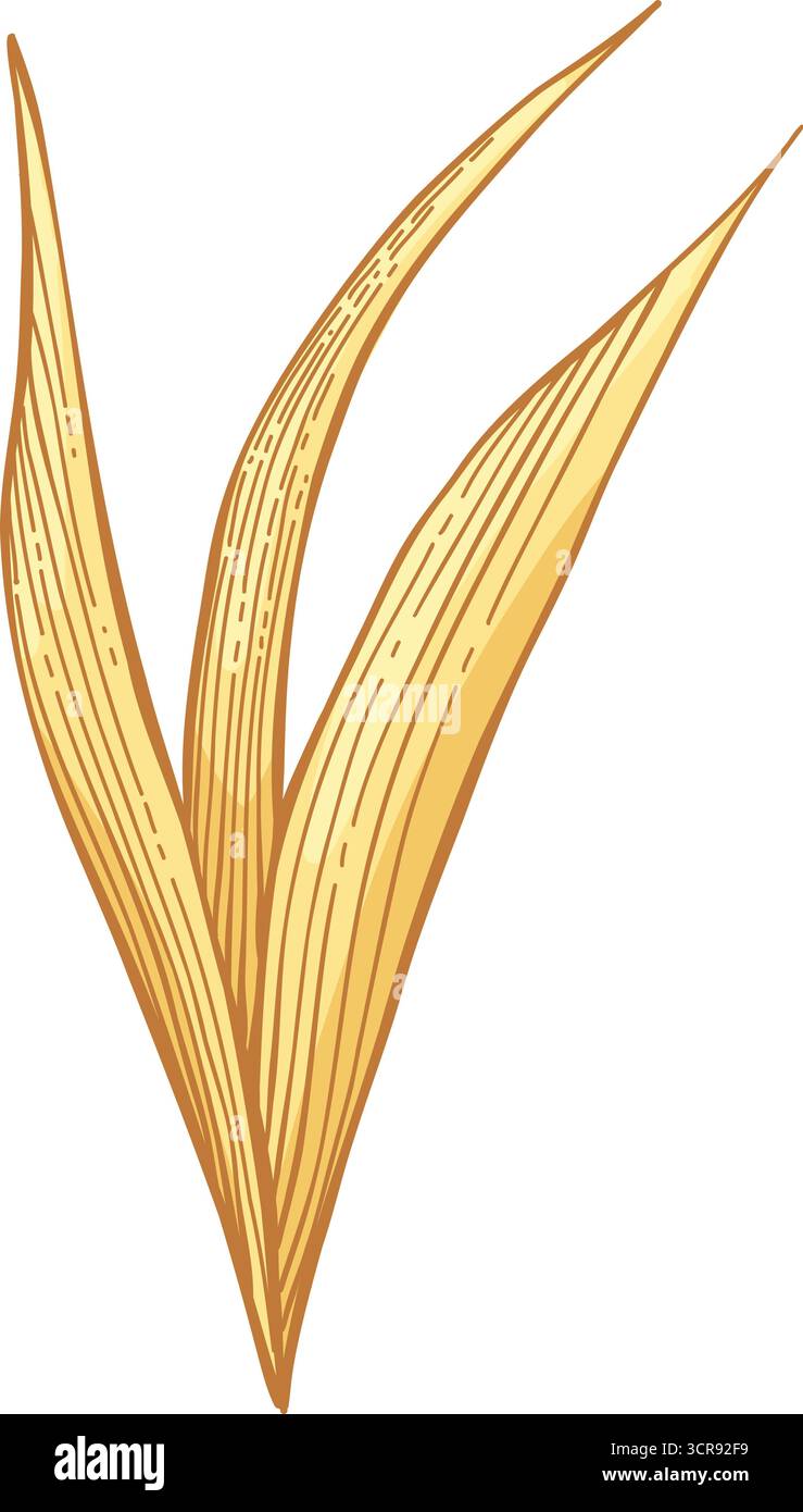 Eléments d'automne vectoriels dessinés à la main. Feuilles d'automne, champignons, érable, glands, baies, chêne, citrouilles. Temps de récolte. Illustration tendance colorée automne flo Illustration de Vecteur