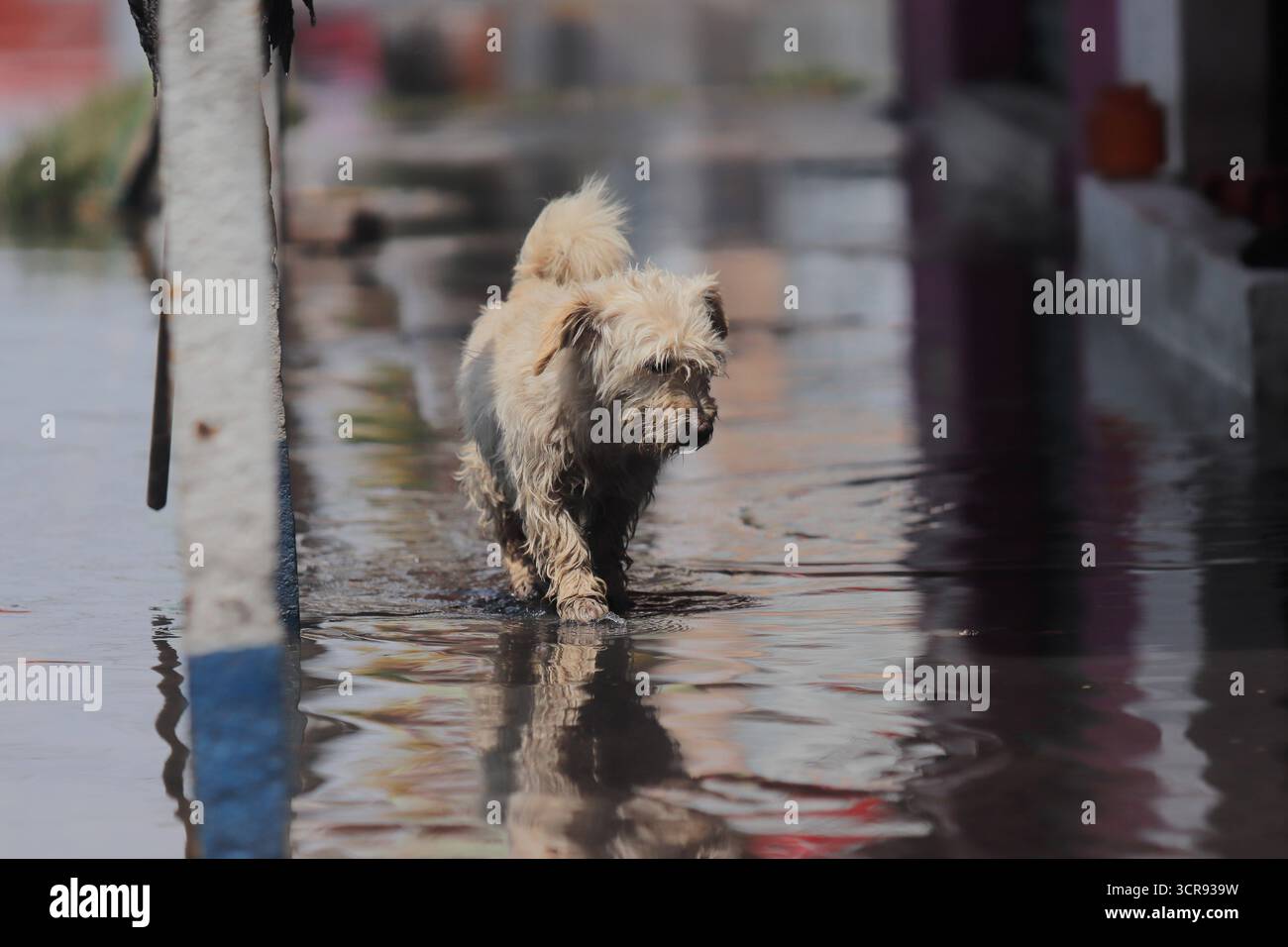 Inondations dans l'est de Mexico en raison de fortes pluies Un chien marchant dans une rue inondée en raison de fortes pluies torrentielles qui ont touché Ciudad Nezahualcoyotl à l'est de Mexico, le 29 septembre 2025, à Mexico, au Mexique. Mexico CDMX Mexique Copyright : xCarlosxSantiagox Banque D'Images