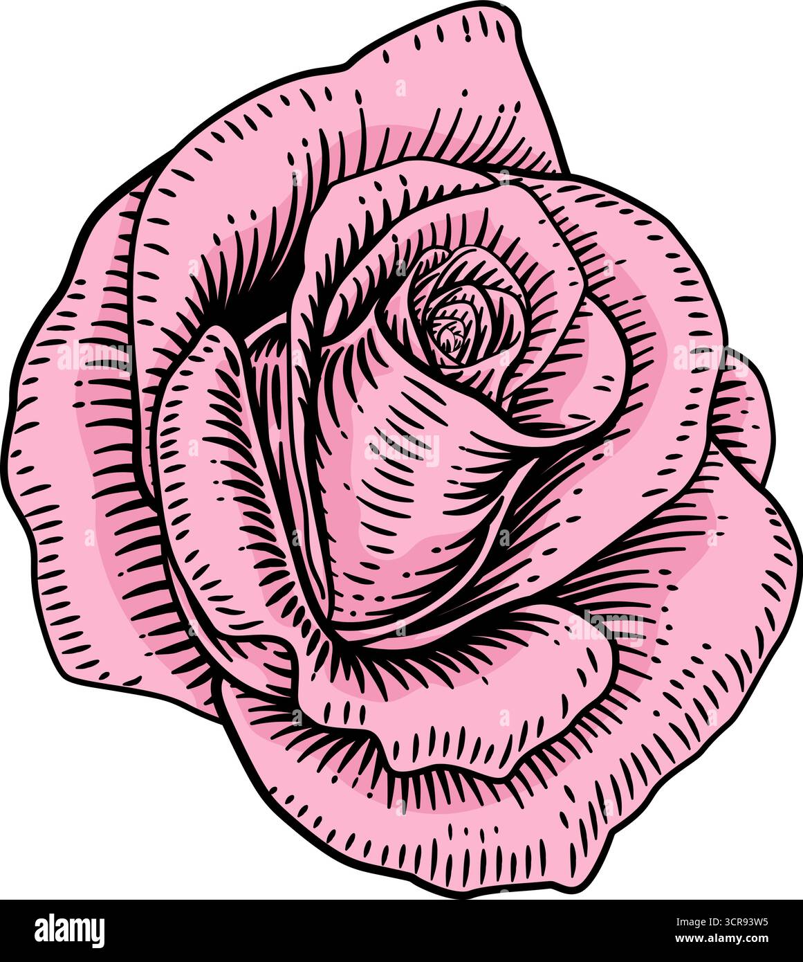 Rose Flower gravure gravée gravure illustration Illustration de Vecteur